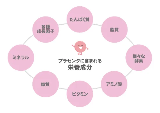 中央のプラセンタを囲むように、「たんぱく質」「脂質」「様々な酵素」「アミノ酸」「ビタミン」「糖質」「ミネラル」「各種成長因子」の8種類の栄養成分が円形に並ぶ、エイジングケアの解説図です。