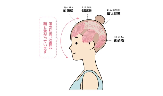 髪をまとめた女性の横顔に前頭筋や側頭筋などの位置が示され、頭の筋肉と筋膜が顔につながっていることを説明する図です。