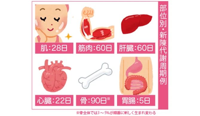 白い背景に肌、筋肉、肝臓、心臓、骨、胃腸のイラストと日数が並び、「部位別 新陳代謝周期例」と書かれた図です。