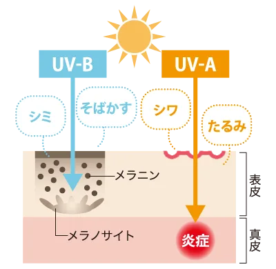 太陽から伸びる青いUV-Bとオレンジ色のUV-Aの矢印が肌断面へ入り、UV-Bはシミやそばかす、UV-Aはシワやたるみ、炎症に関係することを示した、春の対策で意識したい紫外線の解説図です。