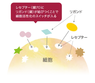 黄色い細胞の表面にさまざまな形のレセプターが並び、黄色い楕円形のリガンドが対応するレセプターへ結びつく様子が描かれています。「レセプター（鍵穴）にリガンド（鍵）が結びつくことで細胞活性化のスイッチが入る」と示したヒト幹細胞の解説図です。