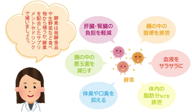 白い背景に白衣の女性と酵素のキャラクターが描かれ、血液や腸内環境、体臭などに関する酵素の働きを吹き出しで説明した図です。