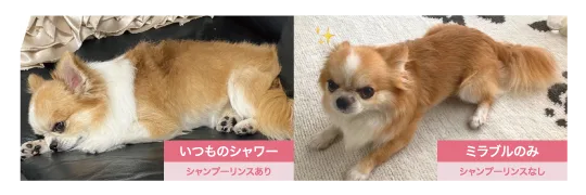 茶色と白の犬を左右に並べ、左はいつものシャワーでシャンプーとリンスを使用した様子、右はMirableのみでシャンプーとリンスを使わなかった様子を比較した画像です。