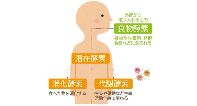 白い背景の人体シルエットに、外から取り入れる食物酵素と体内の潜在酵素、消化酵素、代謝酵素の関係を示した図です。