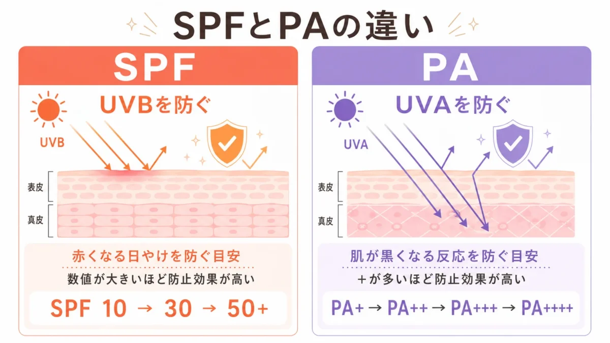 オレンジ色とパープル色に色分けされた2列比較図で、「SPFとPAの違い」というタイトルが上部に書かれています。左側のオレンジ枠はSPF（UVBを防ぐ、赤くなる日焼けを防ぐ目安、SPF10→30→50+の数値）、右側のパープル枠はPA（UVAを防ぐ、肌が黒くなる反応を防ぐ目安、PA+→PA++++の段階）を説明しており、それぞれ表皮・真皮の断面イラストが添えられています。