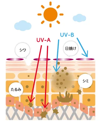 太陽の下に肌の断面が描かれ、赤いUV-Aの矢印が真皮まで届いて「たるみ」「シワ」、青いUV-Bの矢印が表皮に届いて「日焼け」「シミ」につながることを示したUVケアの解説図です。