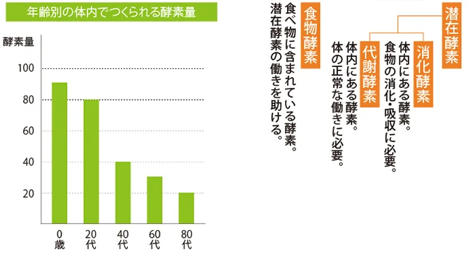 白い背景の左側に年齢とともに体内でつくられる酵素量が減る棒グラフ、右側に食物酵素・消化酵素・代謝酵素・潜在酵素の関係図が配置されています。